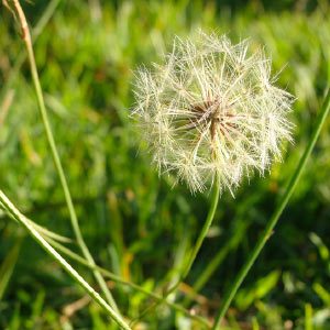 Lawn Care Services weed removal Kent Sittingbourne UK